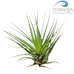 Tillandsia Tricolor