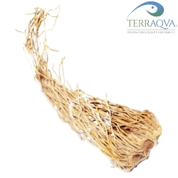Radice di Banano | vendita online | TERRAQUA