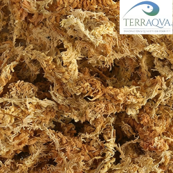 Natural Dried Sphagnum Moss - 150 g | Online Sale | TERRAQUA