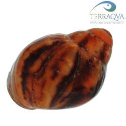 Archachatina Marginata Ovum