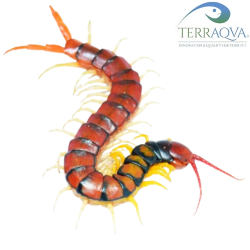 Scolopendra Sp. HOT COAL | Online Sale | TERRAQUA