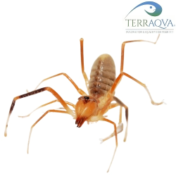 Galeodes granti.png