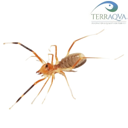 Galeodes Granti | Online Sale | TERRAQUA