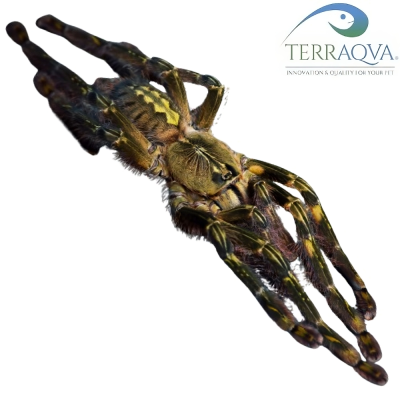 Poecilotheria Rufilata - Size S | Online Sale | TERRAQUA