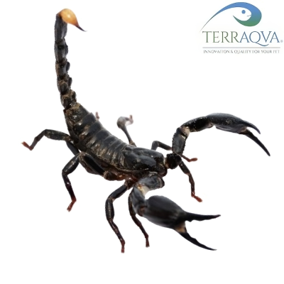 Heterometrus Longimanus.png
