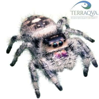Phidippus Regius "ANDROS" | Online Sale | TERRAQUA