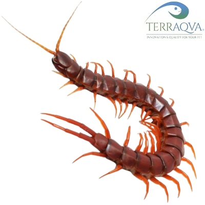 Scolopendra Hispaniola "RED GIANT" | TERRAQUA |