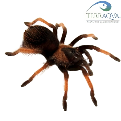 Brachypelma Emilia.png