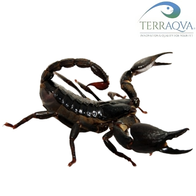 Heterometrus Cyaneus - Size M/L | Buy Now Online | TERRAQUA