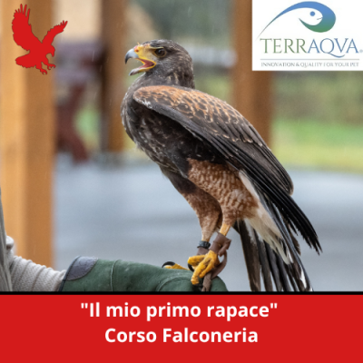 "Il mio primo rapace" – Corso Falconeria