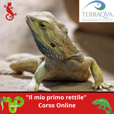 "Il mio primo rettile'" - Corso Online
