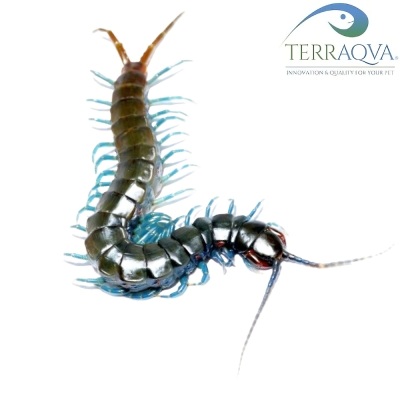 Ethmostigmus Trigonopodus.png
