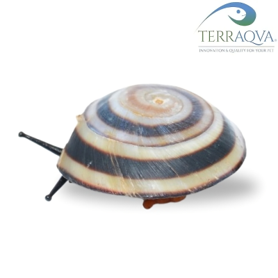 Caracolus Sagemon Blanesi.png