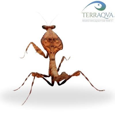 Deroplatys Truncata.png