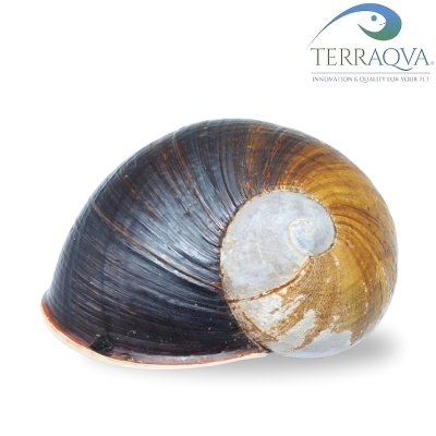 Helicophanta Magnifica.png