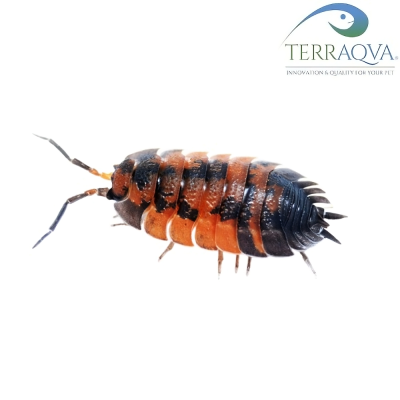 Porcellio Scaber Lava.png