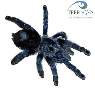 Avicularia Purpurea.png