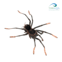 Theraphosa Apophysis - Size S | Online Sale | TERRAQUA
