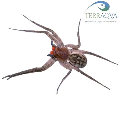 Piloctenus Haematostoma.png