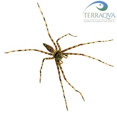 Heteropoda Boiei - Size S | Online Sale | TERRAQUA