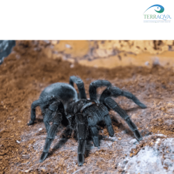 Grammostola pulchra for sale.png