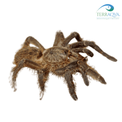 Ceratogyrus darlingi for sale.png