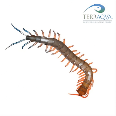 Scolopendra "LOWLAND JEWEL"png