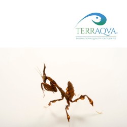 Phyllocrania Paradoxa | Vendita Online | TERRAQUA