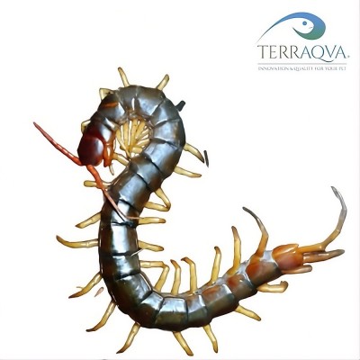 Scolopendra Dehaani "YELLOW LEG" Vietnam | Online Sale | TERRAQUA