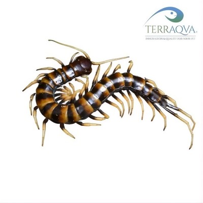 Scolopendra Subspinipes Piceoflava.png