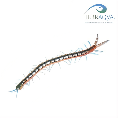 Scolopendra cingulata "EGITTO" | Vendita Online | TERRAQUA