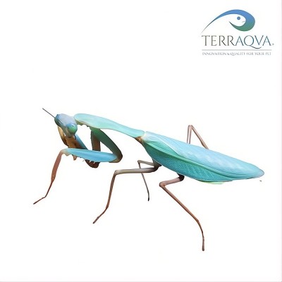 Hierodula "PAPUA".png