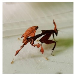 Phyllocrania Paradoxa | Vendita Online | TERRAQUA