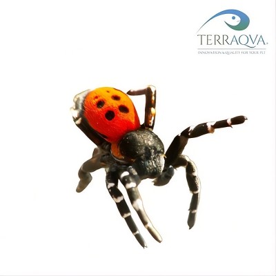 Eresus Sandaliatus | Vendita Online | TERRAQUA