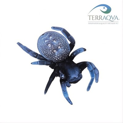 Eresus spec. "BLU SIDI IFNI".png