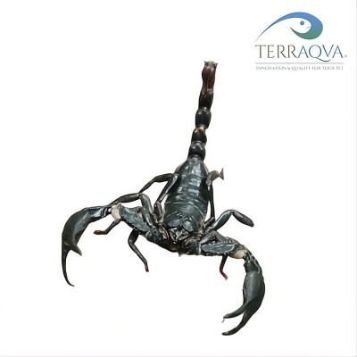Heterometrus Laevigatus | Online Sale | TERRAQUA