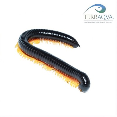 Alienostreptus bicoloripes "YELLOW LEG" | Online Sale | TERRAQUA