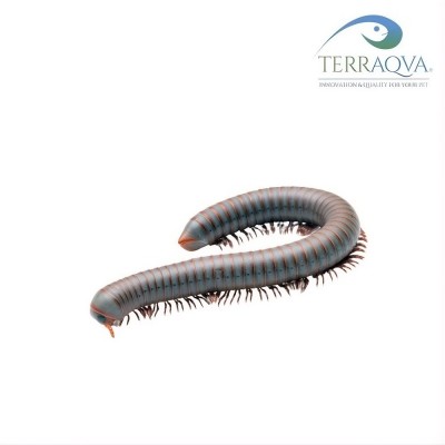 Tonkinbolus caudulanus