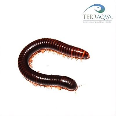 Telodeinopus Assiensis | Online Sale | TERRAQUA