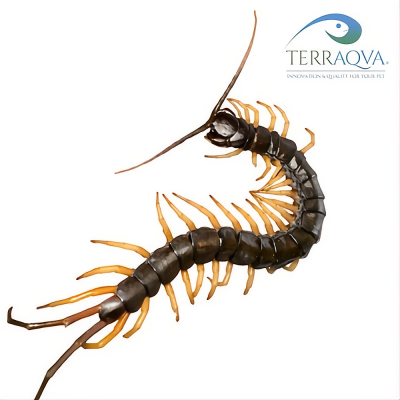 Scolopendra "BLACK FLAME".png