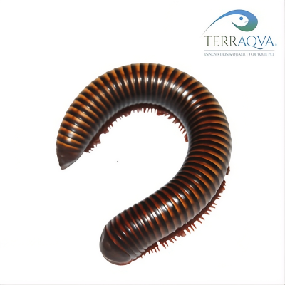 Pelmatojulus ligulatus | Online Sale | TERRAQUA