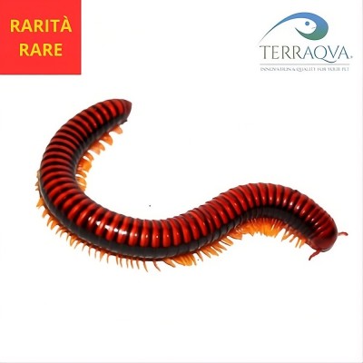 Aphistogoniulus corallipes | Online Sale | TERRAQUA