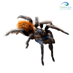 Chromatopelma cyaneopubescens vendita online.png