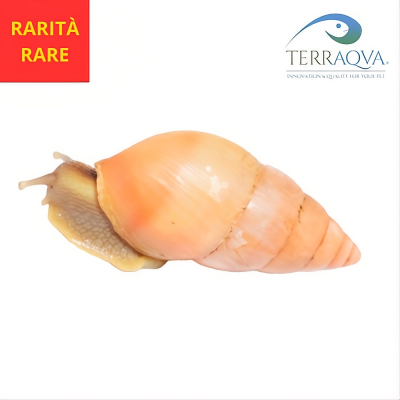 Limicolaria Spectralis.png