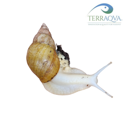 Achatina Fulica Jadatzi.png