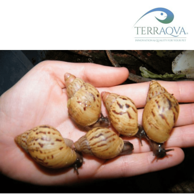 Achatina zanzibarica | vendita online | TERRAQUA