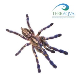 Poecilotheria Metallica - Size S | Online Sale | TERRAQUA