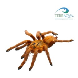 Pterinochilus Murinus RCF - Size M | Online Sale | TERRAQUA