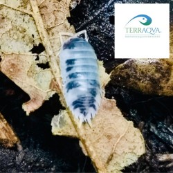 Porcellio Scaber 'Dalmatian' - 8 Pcs | Online Sale | TERRAQUA