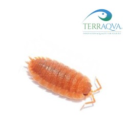 Porcellio scaber "super orange"